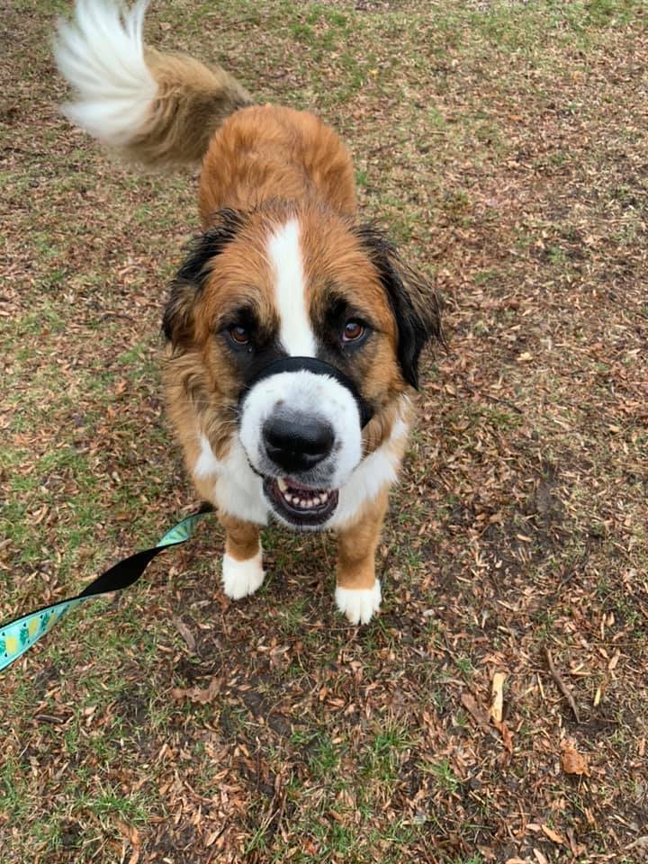 COVID19 and your pet Ottawa reopens parks but not offleash dog