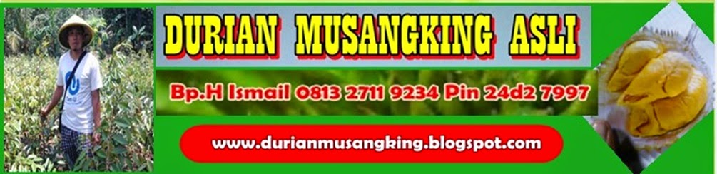 Bibit Durian Musang King, Budidaya Durian Musang King, Jual Bibit Durian Musang King