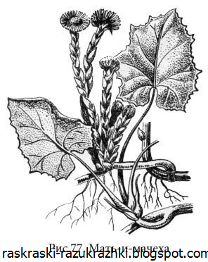 Картинка раскраска мать и мачеха