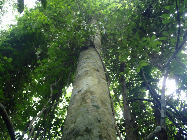 Dipterocarpus alatus Dipterocarpus alatus