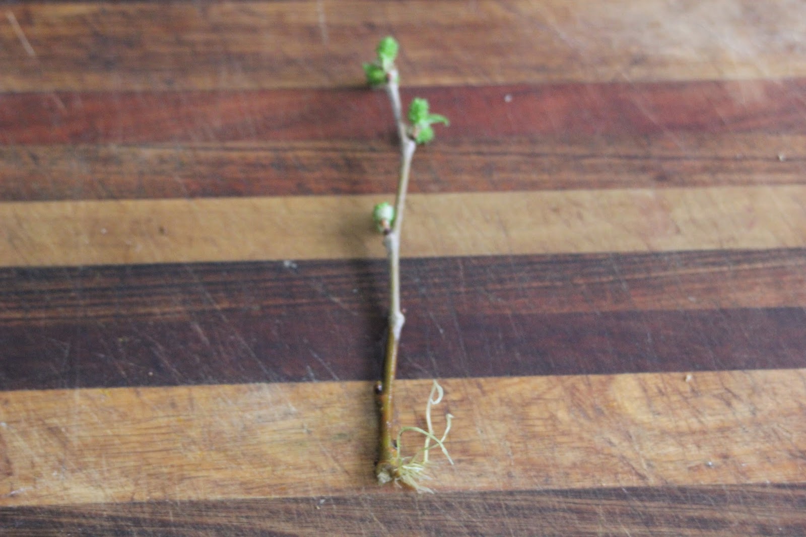 Mudflower Mulberry tree from cuttings the easy way