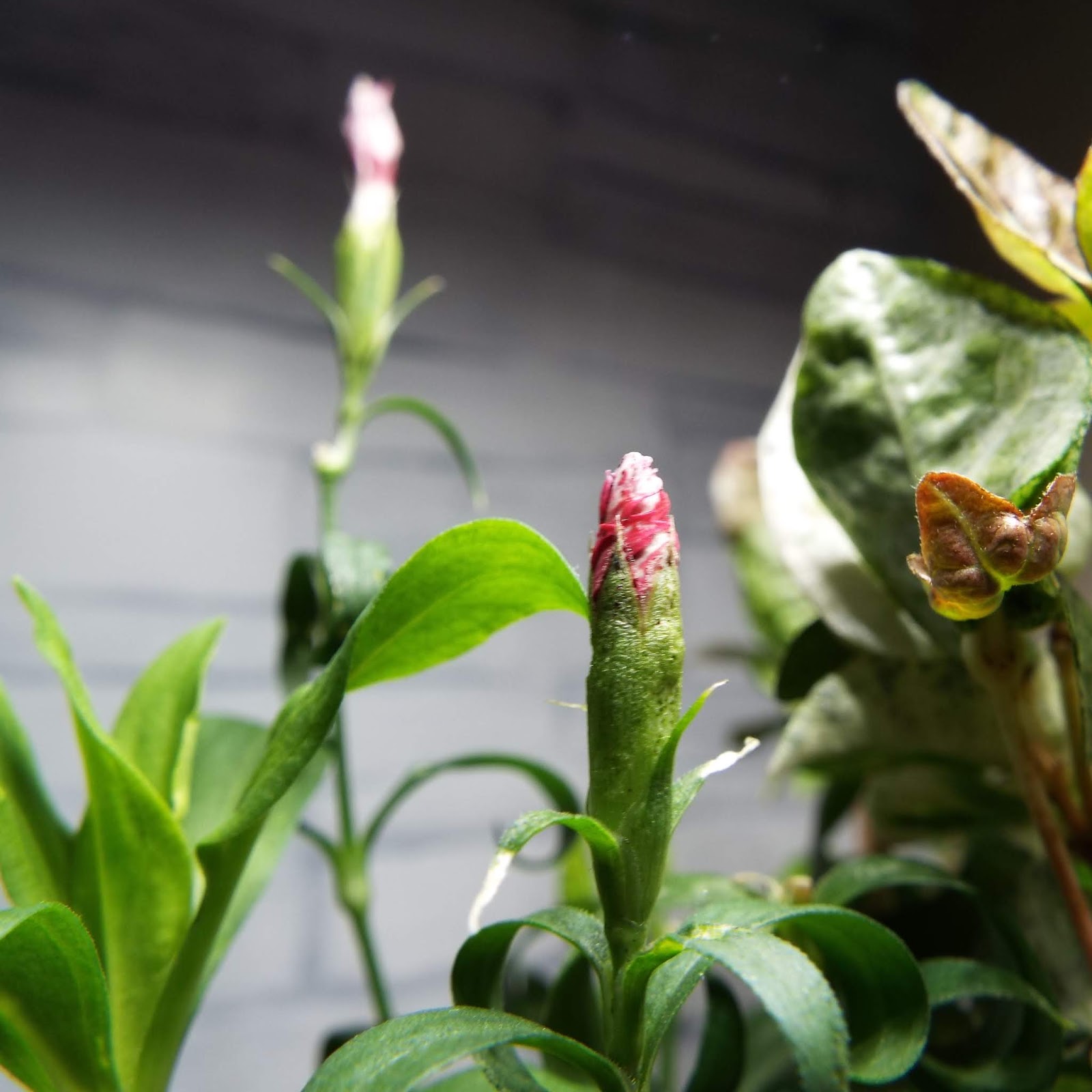 風薫盆栽の部屋 鉢植 咲き残っていたナデシコのつぼみが膨らんできました