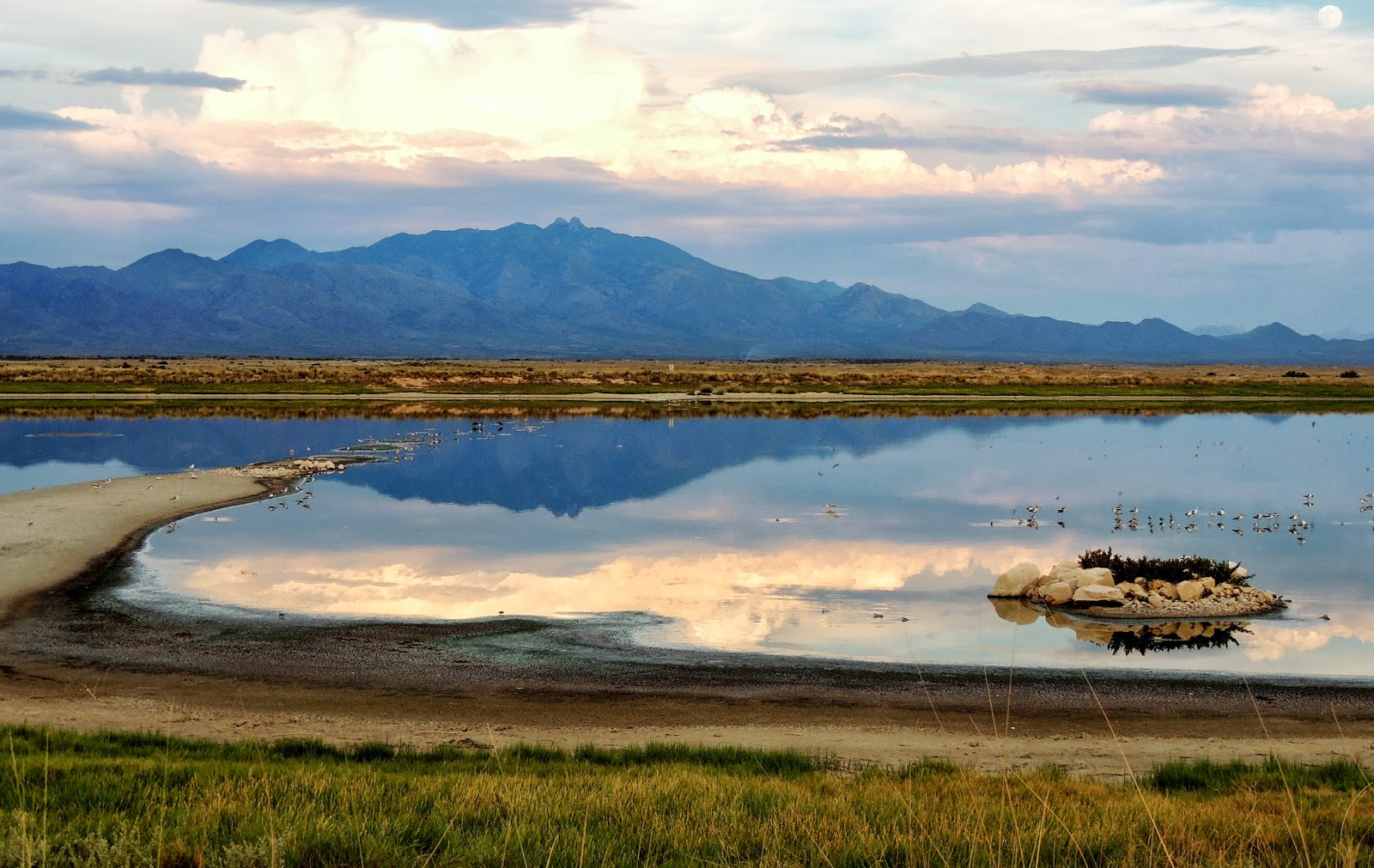 Sharp Tern: Sunset at the Sewage Pond - Willcox, Arizona Style