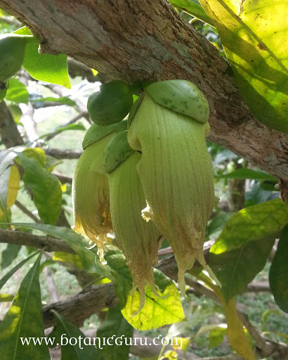 Crescentia cujete, Calabash Tree, Gourd flowers