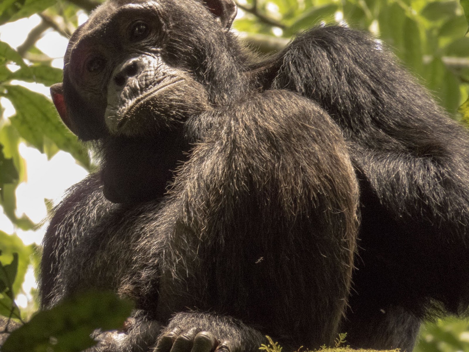 A Road Trip Tour of Uganda with Gorillas, Chimps, Birds, Hippos...and My Husband ...