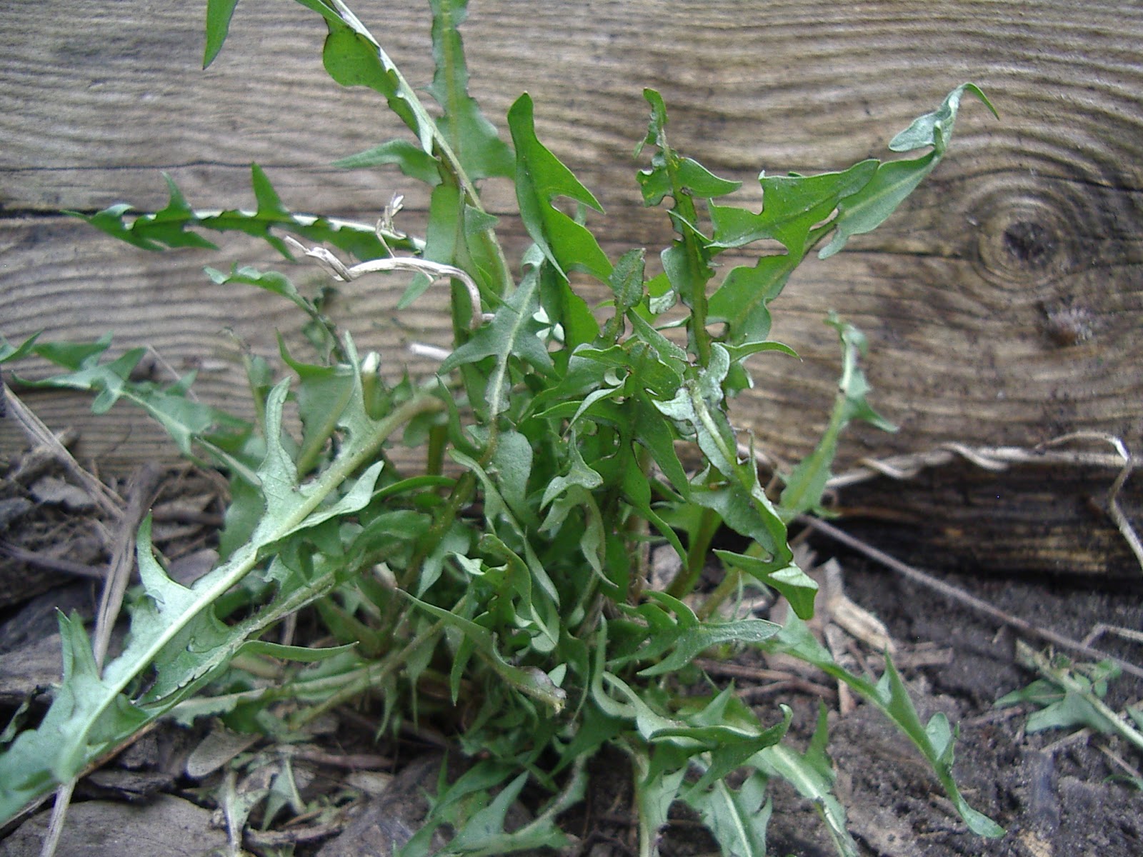 Little City Farm Wild spring edibles