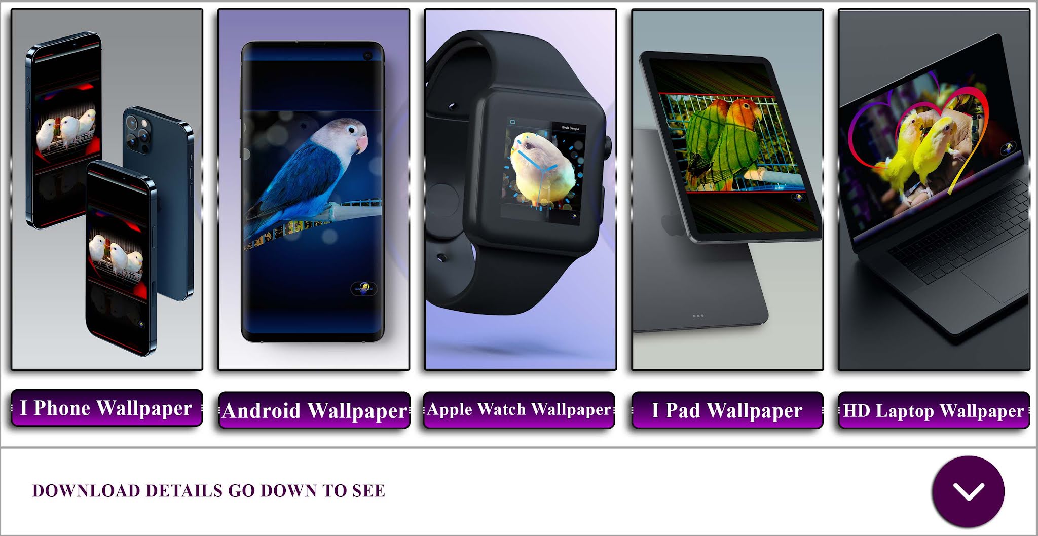 Birds Bangla Cool-Colorful, Birds Wallpaper |Free-Download