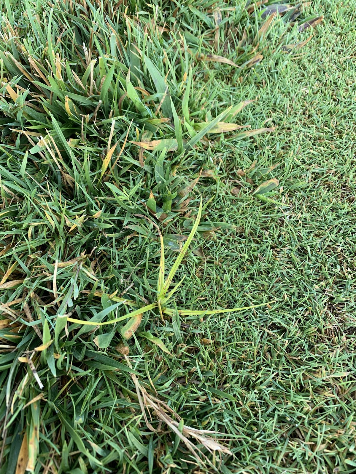 STALEY FARMS GROUNDS BLOG Deep Tining and Dying Weeds