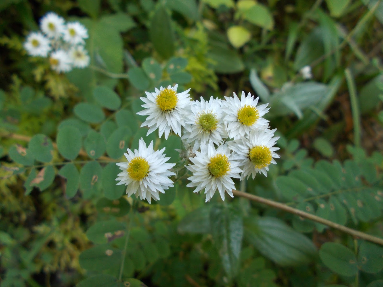 Вокруг Манаслу, долина Цум, Нар-Пу. Непал 2017.