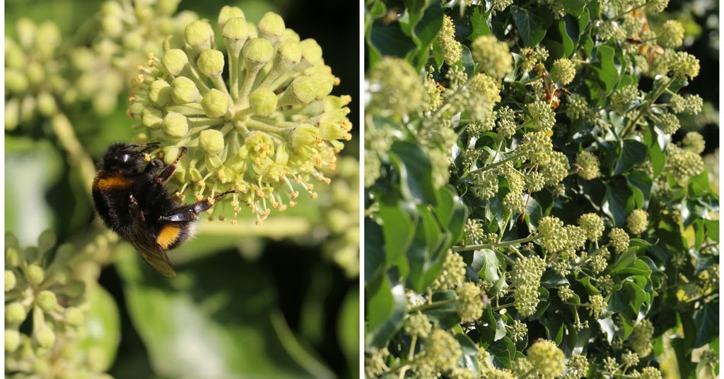 Gunstig Gartnern Kugeln Am Stiel