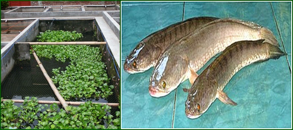 Budidaya Ikan Gabus