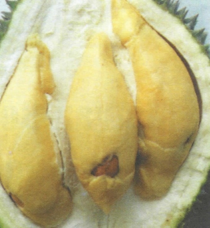 Durian MDUR88