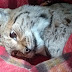 Another lynx is caught in Mavrovo