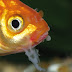 Ciri-Ciri Ikan Koi yang Terserang Penyakit