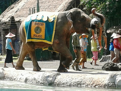 Evakuasi yang dilakukan oleh gajah