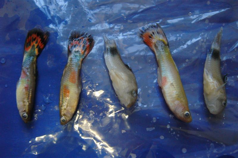 Iklan Gapi Ternakan Ikan Guppy atau Ikan Gapi