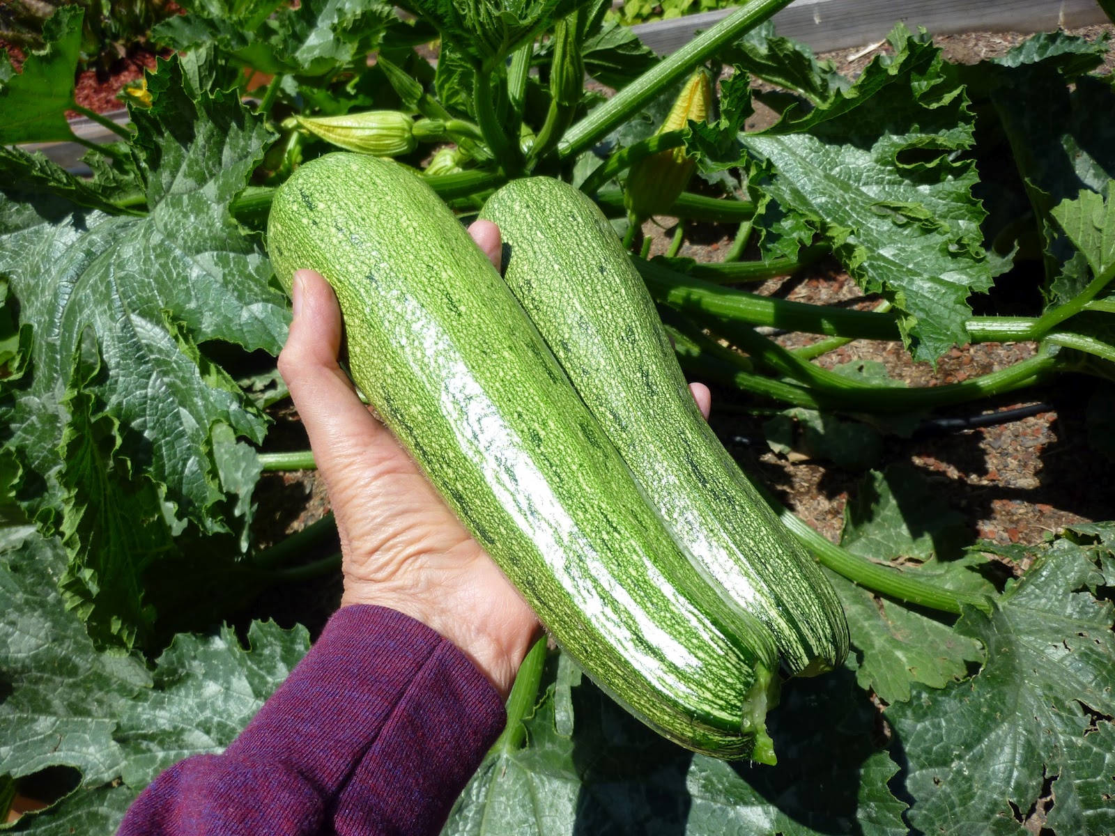 Foods For Long Life Does Your Zucchini Begin To Fruit And Then Wither
