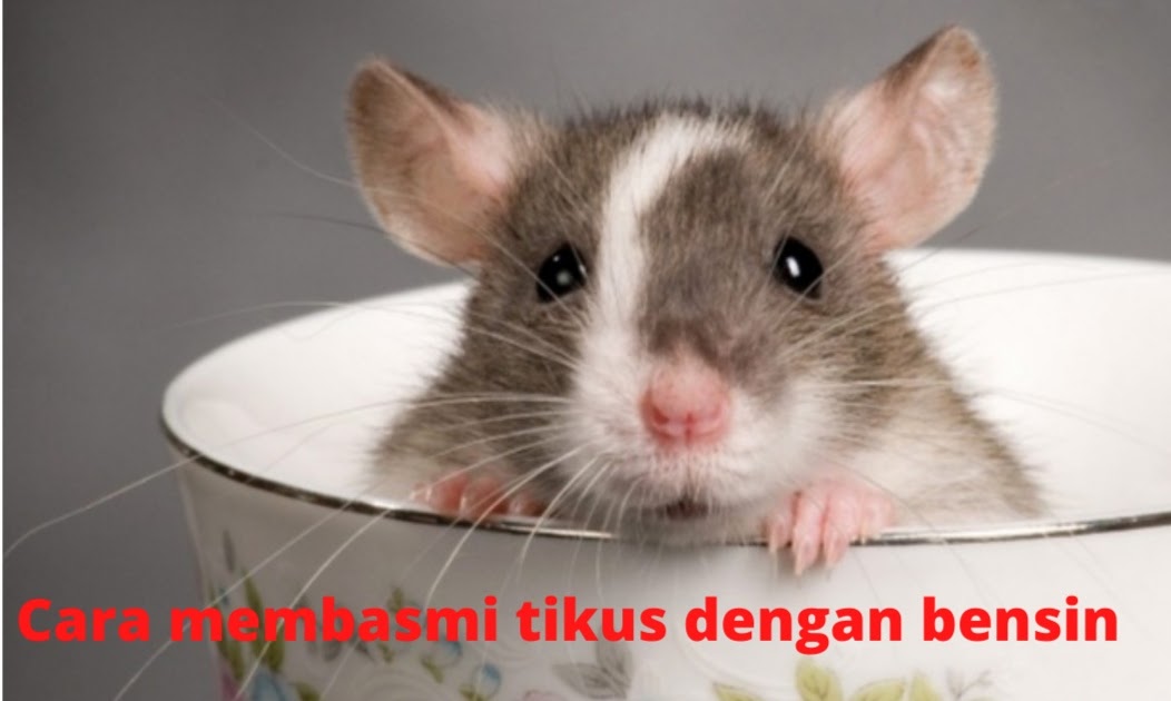 Cara Membasmi Tikus Dengan Bensin Mudah Dan Efektif Seputar Informasi Dan Inspirasi