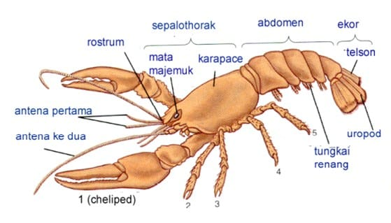 Apa Itu Arthropoda Dan Bagaimana Cara Pengelompokkannya Biologi