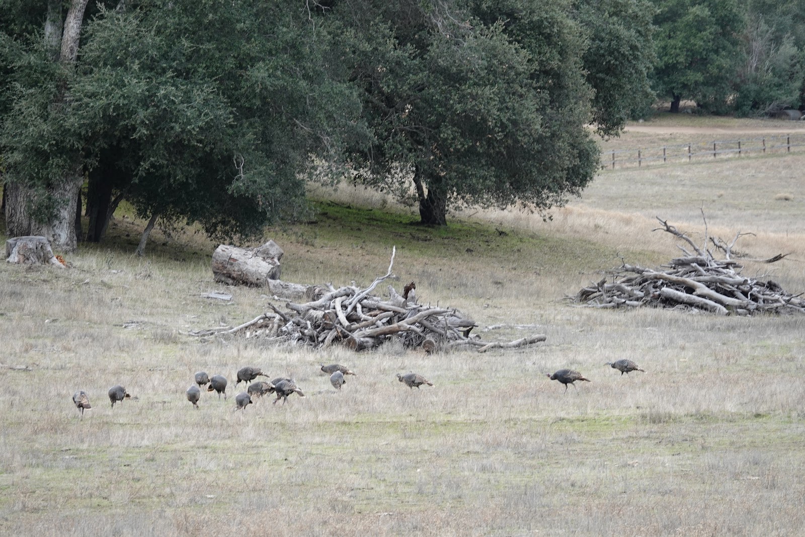 Looking for Lakes Corte Madera