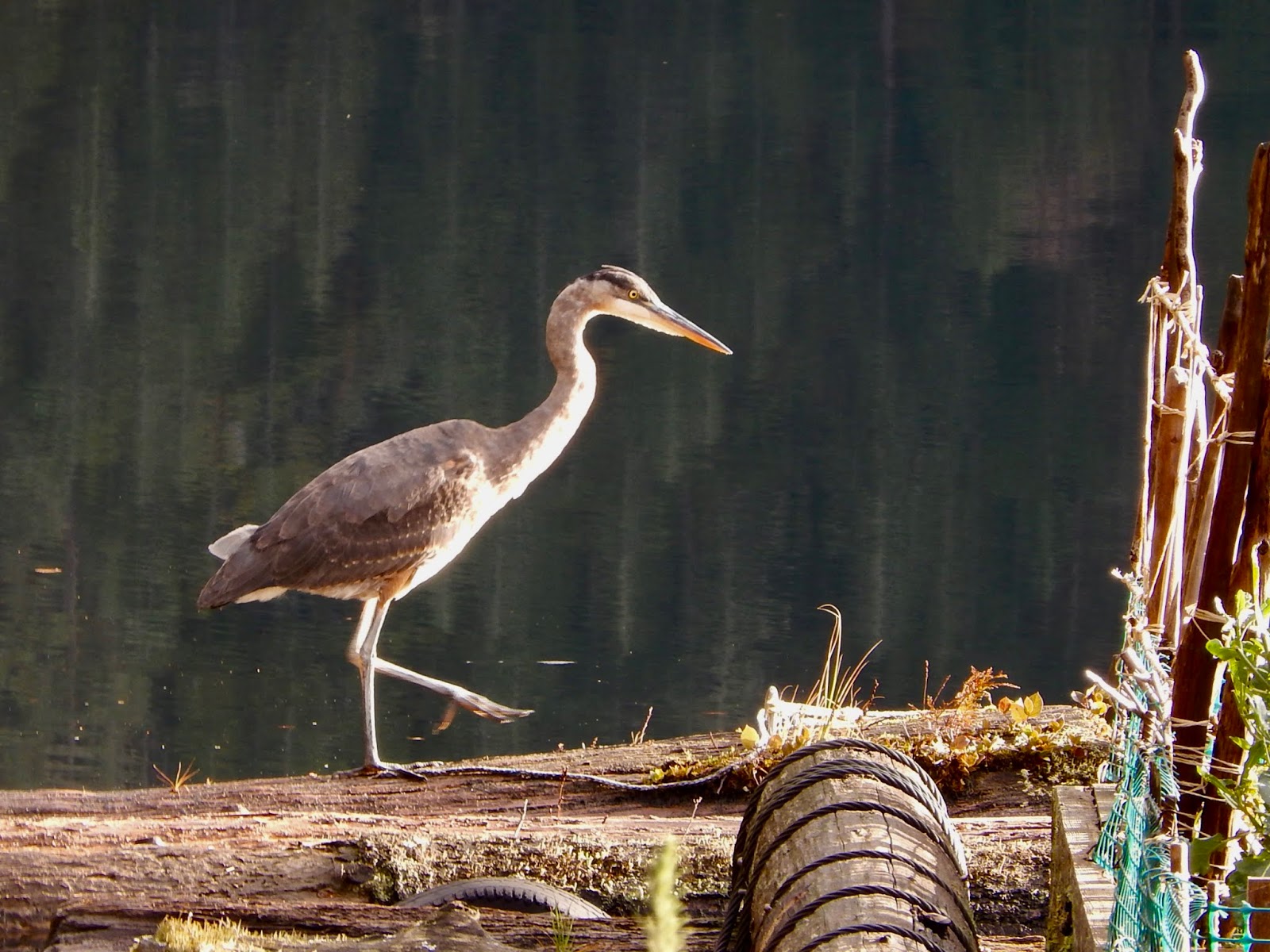 Powell River Books Blog Coastal BC Birds Great Blue Heron