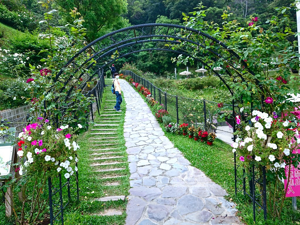 苗栗景點,雅聞七里香玫瑰森林,苗栗親子旅遊