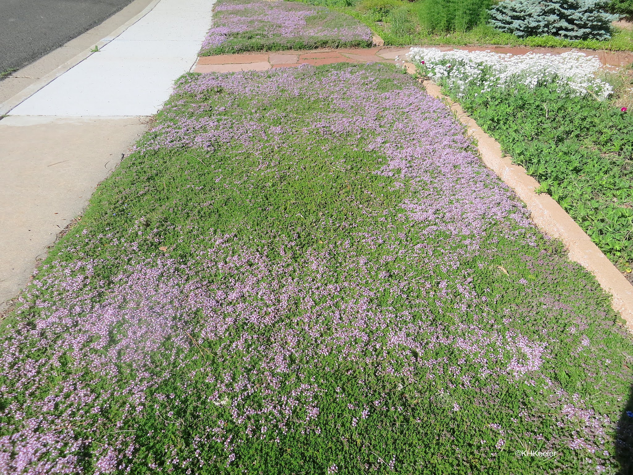 A Wandering Botanist Grass Lawns and Lawn Weeds