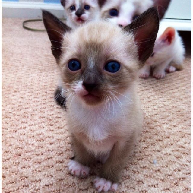 Snowshoe Siamese Information Regarding The Snowshoe Cat Siamese