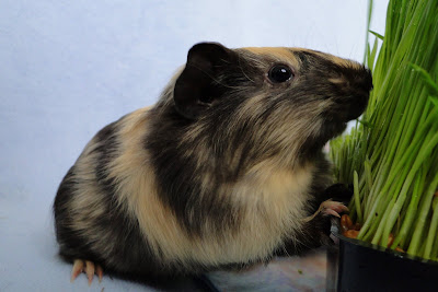 Panda Pig's Peace Sanctuary: Way of the Guinea Pig!: VINNY THE RAPPER!