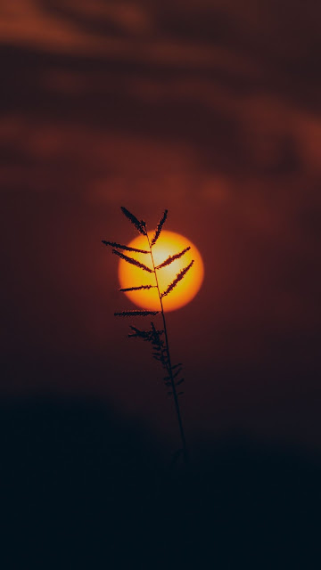 Free grass silhouette wallpaper at sunset Free grass silhouette wallpaper at sunset