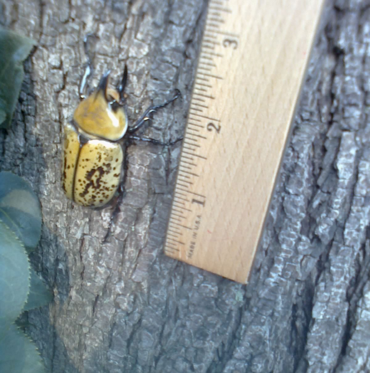 Ohio Birds and Biodiversity Eastern hercules beetle