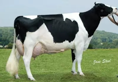 Holstein Friesian Cattle Breed
