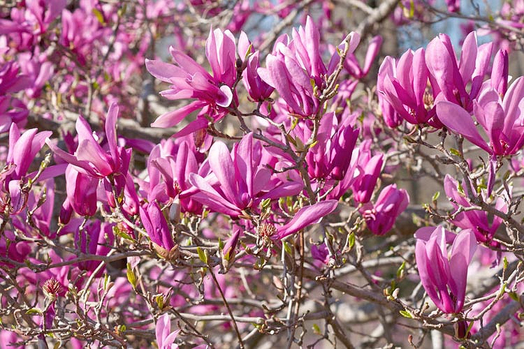 How To Grow Magnolia Ann Magnolia Growing Tips How To Home