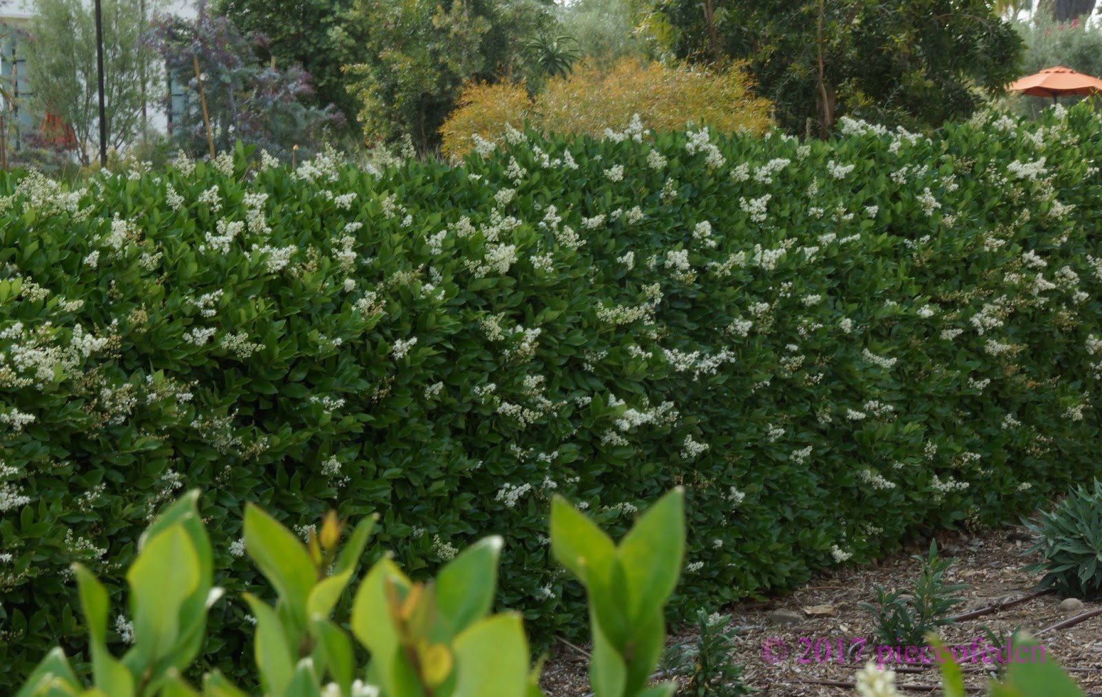 Creatice Tall Hedge for Large Space