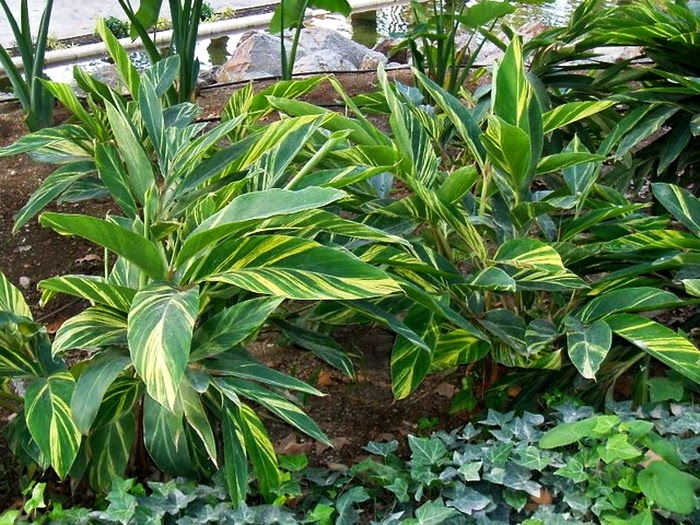 Plantas y flores Alpinia zerumbet 'Variegata'