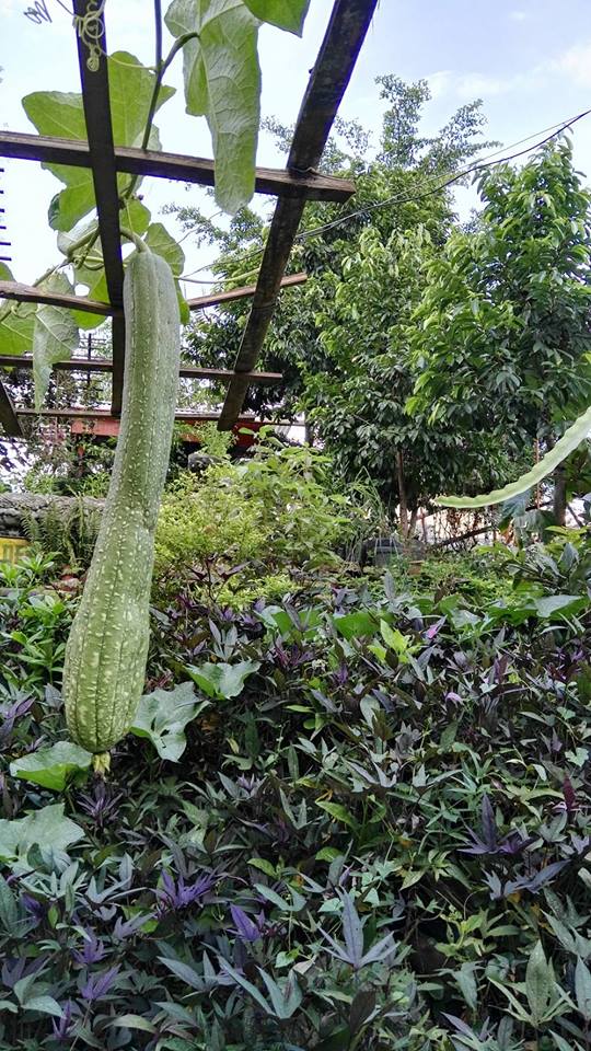 Lemon GreenTea: Jaya Secret Garden grows Blue Ternate Flower (Butterfly ...