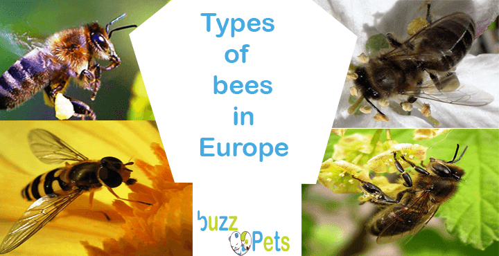 Types of bees in Europe