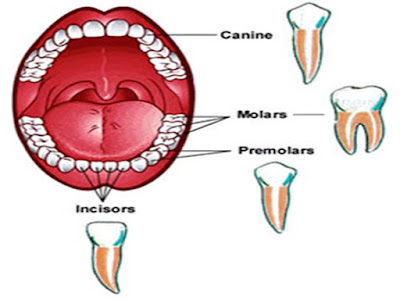 SONU ACADEMY: HUMAN DIGESTIVE SYSTEM- PART-1
