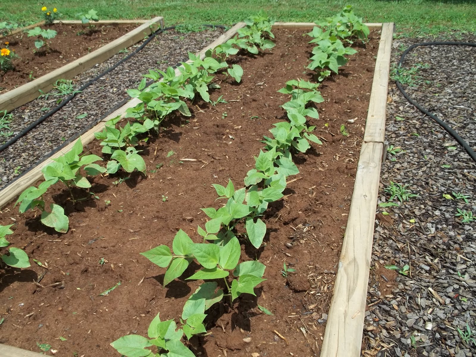 Garden Fresh Heirlooms Heirloom Green Beans
