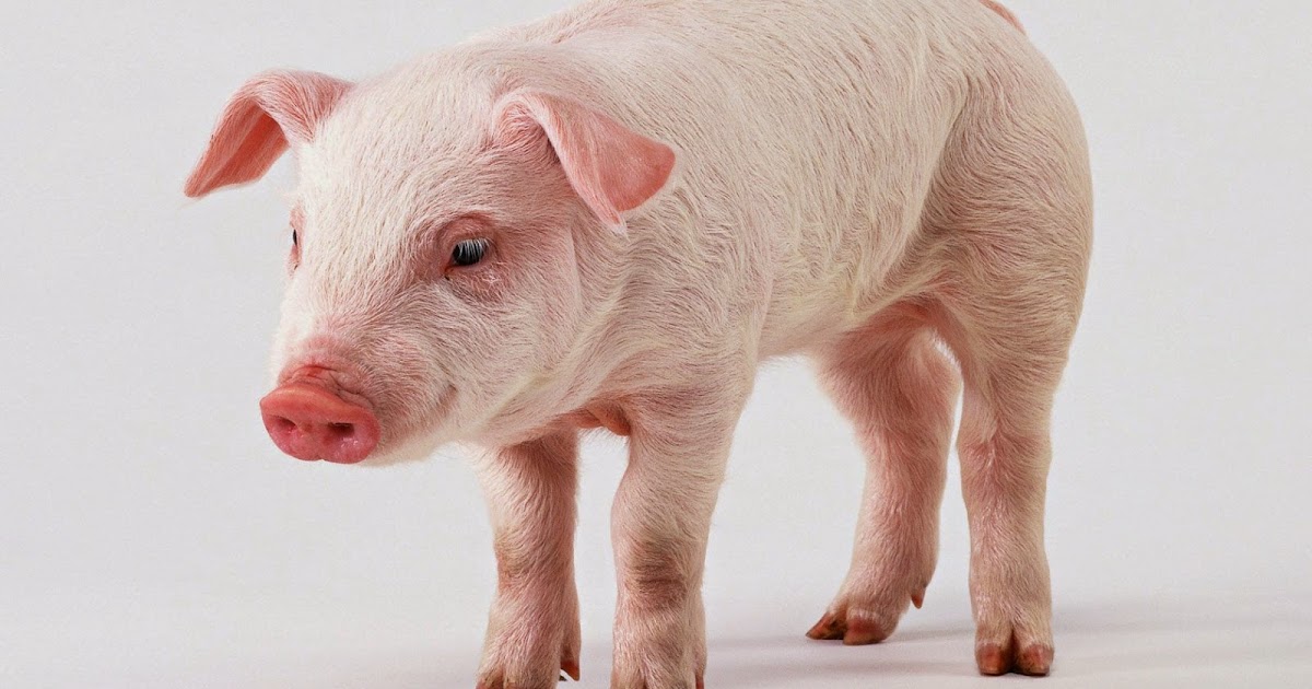 Domuz eti neden haramdır? Bumudin ☪