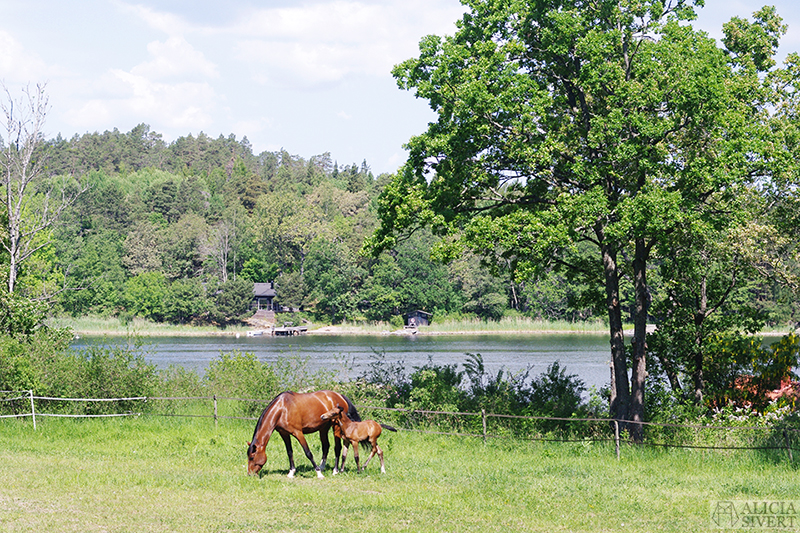 Häst med föl, foto av Alicia Sivertsson. vad ska jag göra i sommar sommarplan sommarplaner att göra i sverige på sommaren sommarlov sommarlovsplaner semester semesterplaner ledig ledighet