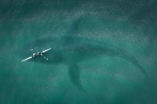 Blue whale vs Boat/ size comparison