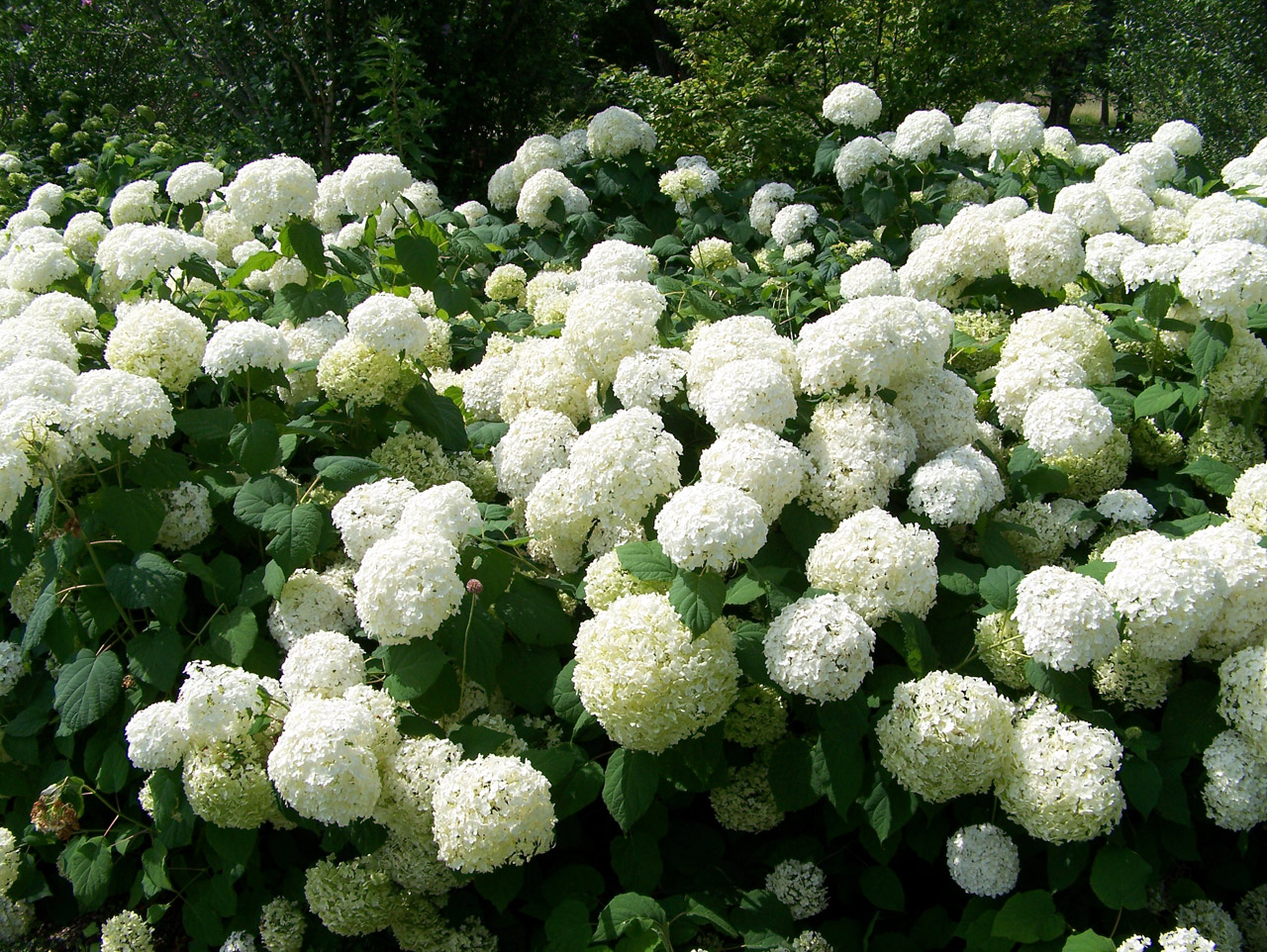 Early American Gardens Plants In Early American Gardens