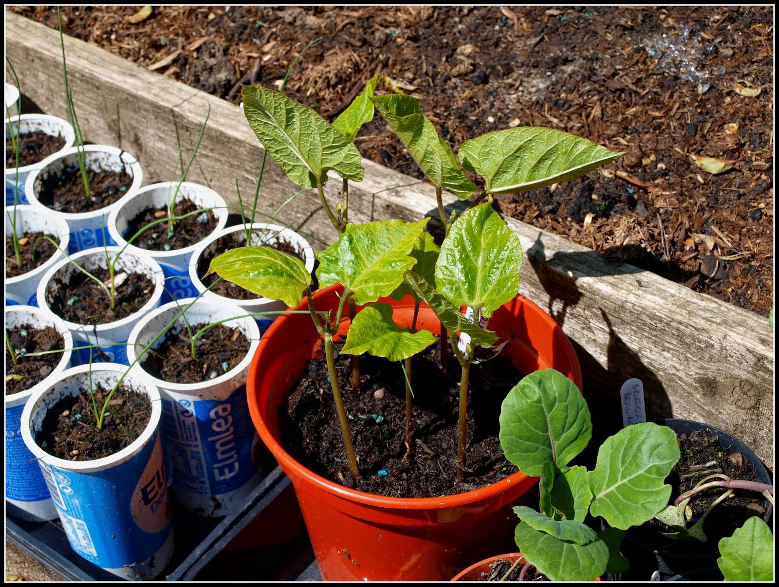 Mark's Veg Plot Beans and cucumbers.