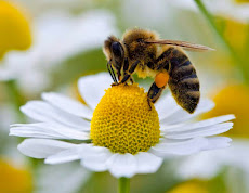Leve de bijen.be
