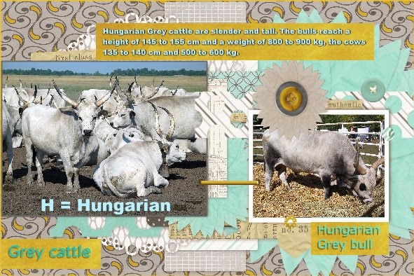 Aug.2016 - H = Hongary Grey cattle - Lo 3