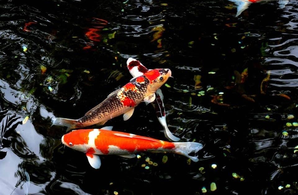 Am Teich Parabel Leben und Tod AVENTIN Blog