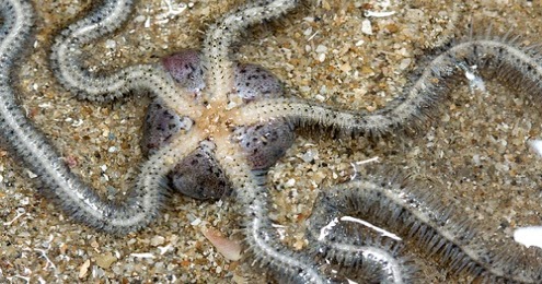 Melek Perikanan Bintang Mengular Klasifikasi Morfologi Habitat Dll Melek Perikanan Bintang Mengular Klasifikasi Morfologi Habitat Dll
