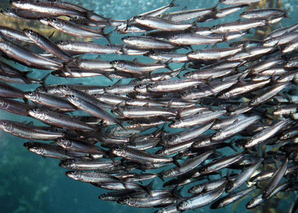 Ikan Sarden Banyaknya Kandungan Dan Manfaat Di Dalam Ikan Sarden Ini Hewan Air Info Hewan Air Info Ikan Sarden Banyaknya Kandungan Dan Manfaat Di Dalam Ikan Sarden Ini Hewan Air Info Hewan Air Info