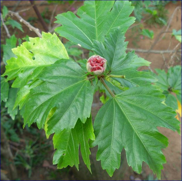 Mengenal Tumbuhan Kembang Sepatu Hibiscus Rosa Sinensis Flora Dirgantara